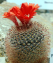 Kaktus Parodia microsperma SE 137 Balení obsahuje 20 semen