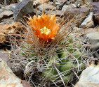 Kaktus Parodia otaviana Balení obsahuje 20 semen