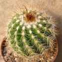 Kaktus Parodia prestoensis Balení obsahuje 20 semen