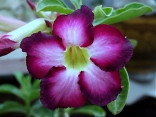 Adenium obesum 'siam violet'