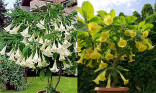 Kříženec Brugmansia arborea x Brugmansia goldface – Andělská trumpeta Balení obsahuje 8 semen