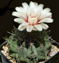 Kaktus Gymnocalycium genseri VS 142 Ischilin Cordoba Balení obsahuje 20 semen