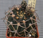 Kaktus Gymnocalycium pugionacanthum...