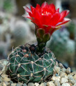 Kaktus Gymnocalycium baldianum Las Juntas Catamarca Balení obsahuje 20 semen