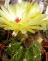 Kaktus Notocactus laetivirens HU 58 Gemrich Balení obsahuje 20 semen