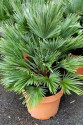 Sazenice palma Chamaerops humilis - žumara nízka 