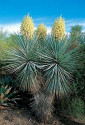 Yucca rigida  