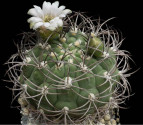 Kaktus Gymnocalycium saglione