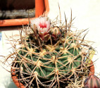 Kaktus Gymnocalycium cardenasianum