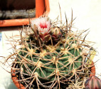 Kaktus Gymnocalycium cardenasianum Balení obsahuje 20 semen