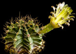Kaktus Gymnocalycium mihanovichii v...
