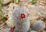 Kaktus Mammillaria potsii