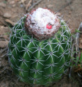 Kaktus Melocactus curvispinus