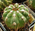 Kaktus Notocactus arechavaletai var. rivera WRA 101 Balení obsahuje 20 semen