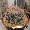 Kaktus Ferocactus rectispinus