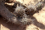 Kaktus Haageocereus decumbens Arequipa