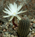 Kaktus Pygmaeocereus bylesianus Arequipa Balení obsahuje 10 semen