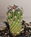 Kaktus Echinofossulocactus sp. Ixmi...