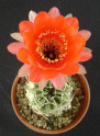 Kaktus Echinopsis calorubra var. mizquensis R 463 Balení obsahuje 20 semen