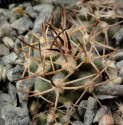Kaktus Eriosyce bisii JS 227 Balení obsahuje 20 semen