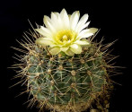 Kaktus Gymnocalycium reductum JPR 0...