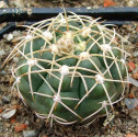 Kaktus Gymnocalycium rosanthemum Balení obsahuje 20 semen