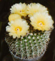 Kaktus Notocactus apricus var. durispinus Balení obsahuje 20 semen