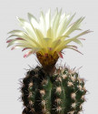Kaktus Notocactus mammulosus v. ara...