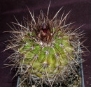 Kaktus Parodia neglectoides