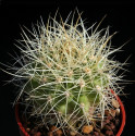 Kaktus Pyrrhocactus andreanus Ventisqueros Balení obsahuje 10 semen