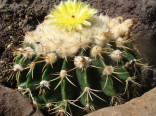 Kaktus Wigginsia corynodes Balení obsahuje 20 semen