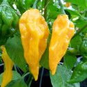 Chilli Fatalii yellow Balení obsahuje 10 semen