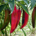 ♣ 500 x semena Chilli Anaheim Zvýhodněná nabídka