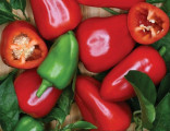 Paprika mini Rela Balení obsahuje 30 semen