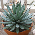 Agave macroacantha 