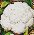 Květák Palla di Neve sel. Medio Tardivo Balení obsahuje 100 semen
