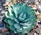 Agave guadalajarana Balení obsahuje 7 semen