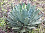 Agave maximiliana 