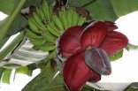 Banánovník Musa balbisiana var. balbisiana Balení obsahuje 5 semen