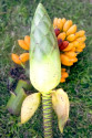 Banánovník Musa bukensis Balení obsahuje 5 semen