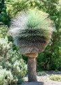 Trávový strom Xanthorrhoea preissii