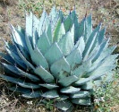 Agave applanata – Maguey de Ixtle Balení obsahuje 7 semen