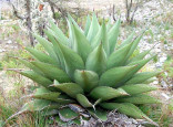 Agave gentryi 