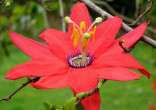 Passiflora manicata - Mučenka Balení obsahuje 5 semen