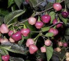 Sazenice chilli Cheiro Roxa Balení obsahuje 1 sazenici
