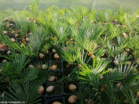 ♣ 10 x sazenice Cycas Revoluta - Cy...