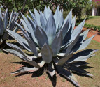 Sazenice Agave americana – Agáve obecná 