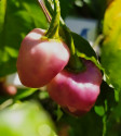 Chilli Fidalgo Roxa Balení obsahuje 10 semen