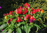 Chilli Roxi Balení obsahuje 10 semen