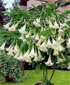 Brugmansia arborea stromová - Andělská trumpeta Balení obsahuje 5 semen